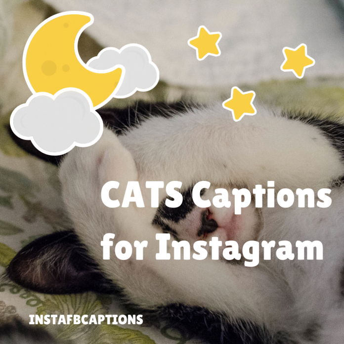 Cats Captions For Instagram