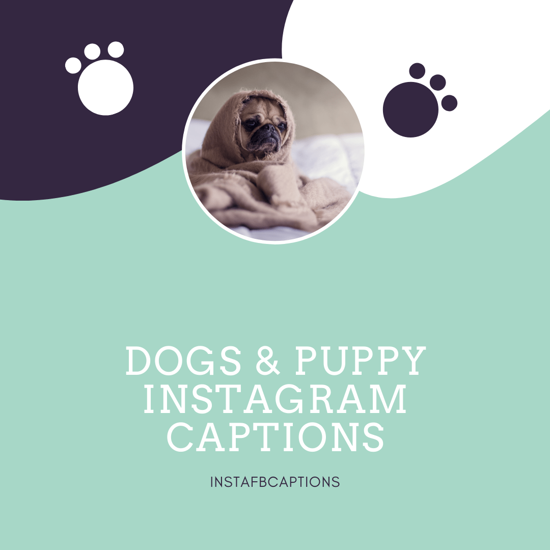 Dogs & Puppy Instagram Captions  - DOGS PUPPY Instagram Captions - 125+ Pawfect Instagram Captions for Puppy Lovers in 2023