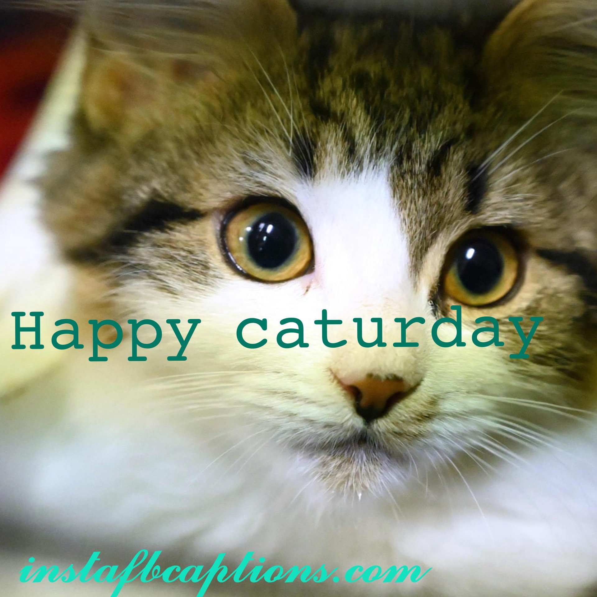 Img 20201023 201820 - IMG 20201023 201820 - Best Cat Captions and Quotes||(Sleeping Love Selfie)
