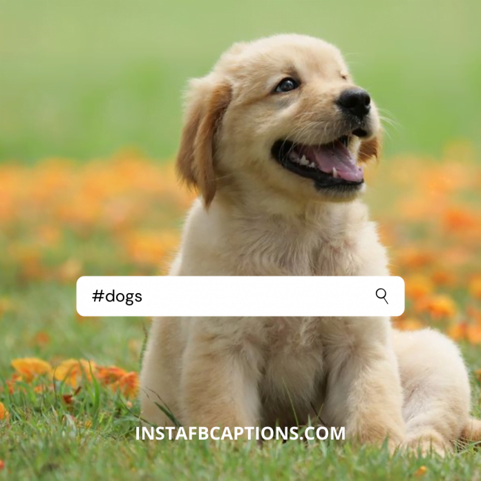 Top 150+ Instagram Hashtags For Likes & Followers 2024