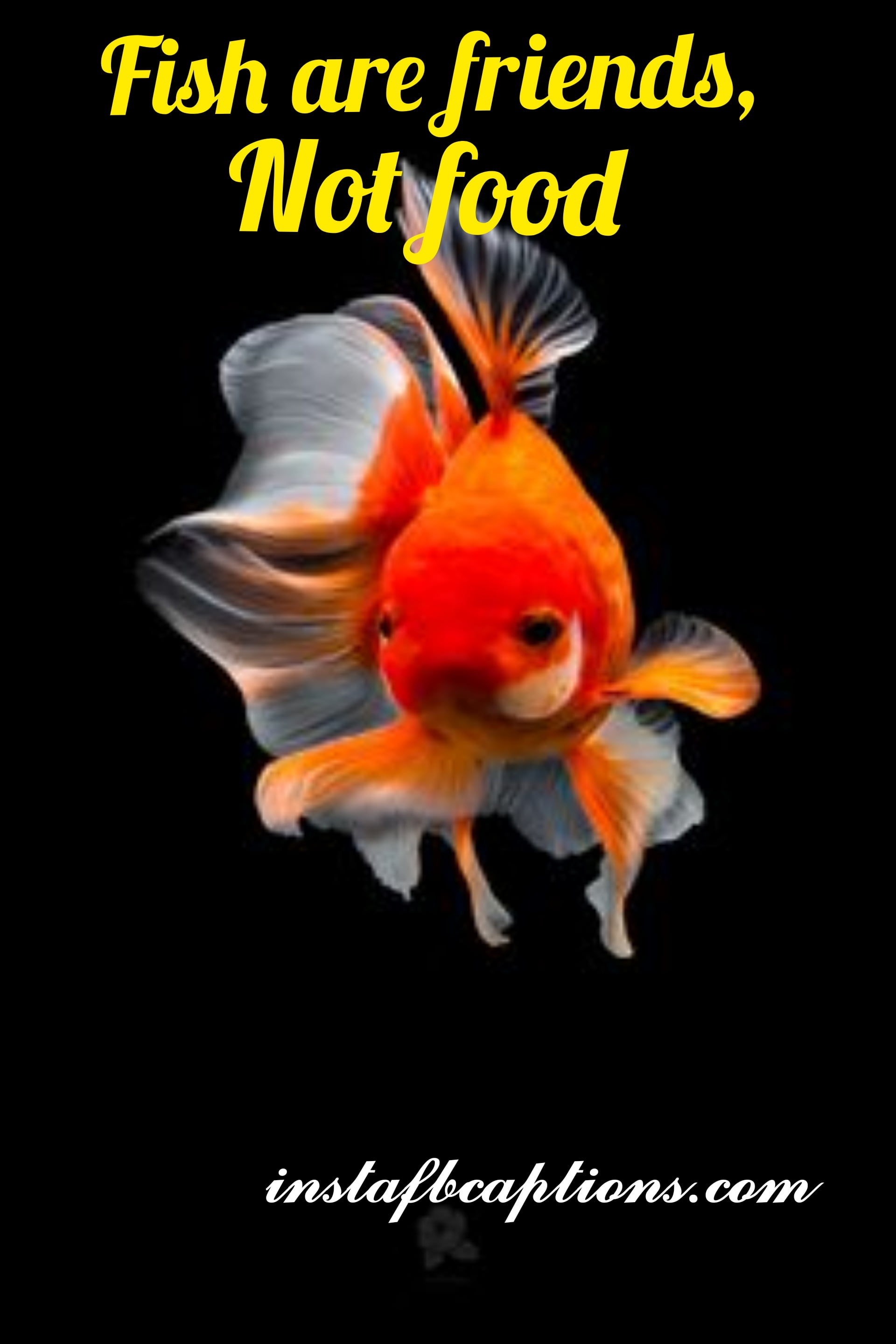 Fishes Are Friends Not Food - fishes are friends not food - Aquarium captions for Pet Fish||(cute planted nature)