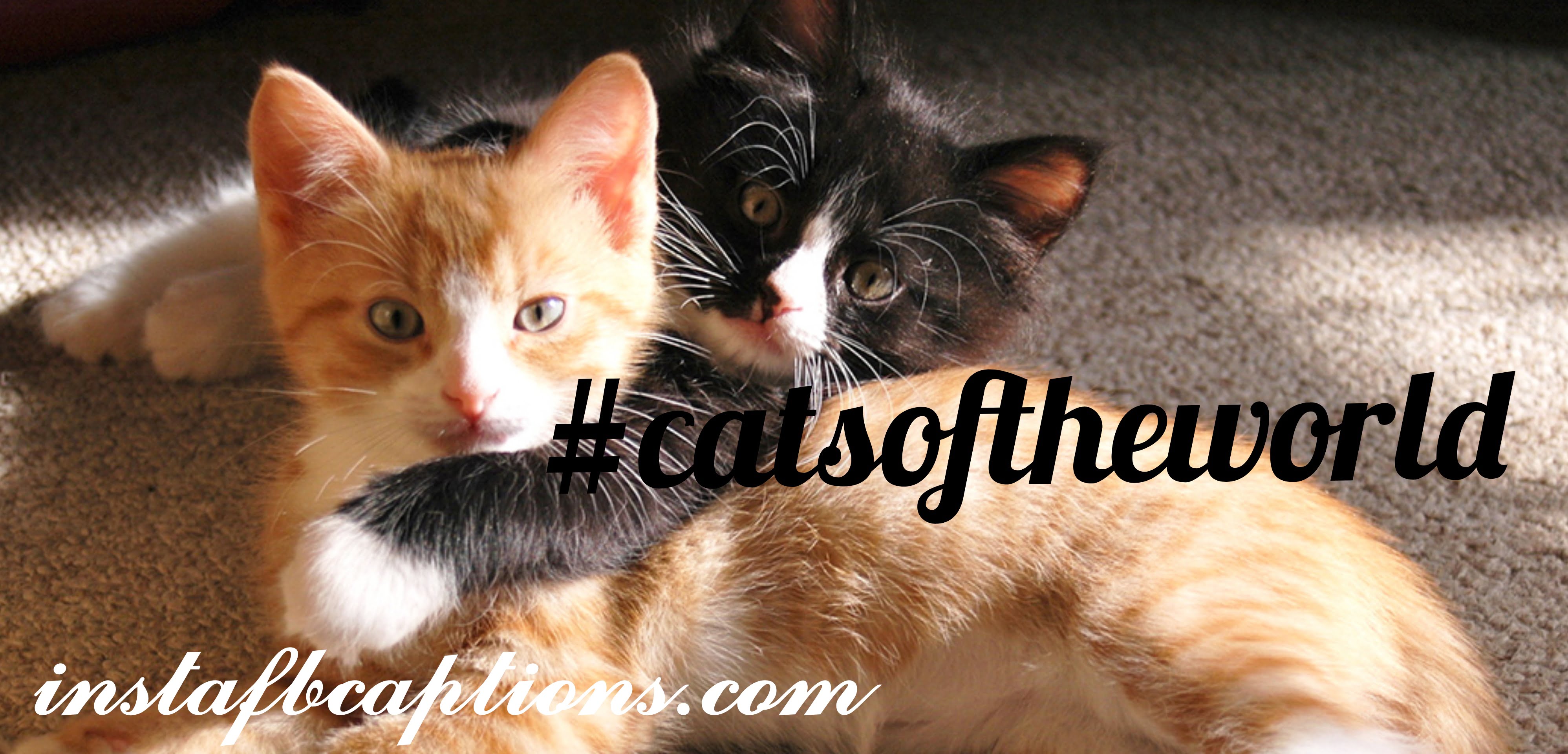 Cat Hashtags  - Cat Hashtags - CAT Instagram Captions &#038; Quotes in 2022
