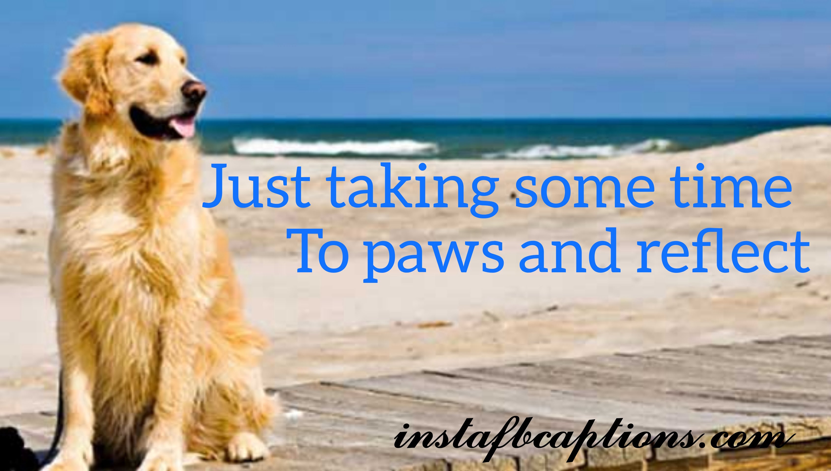 Just taking some time to paws and reflect.  - Dog on beach captions - 125+ Pawfect Instagram Captions for Puppy Lovers in 2023