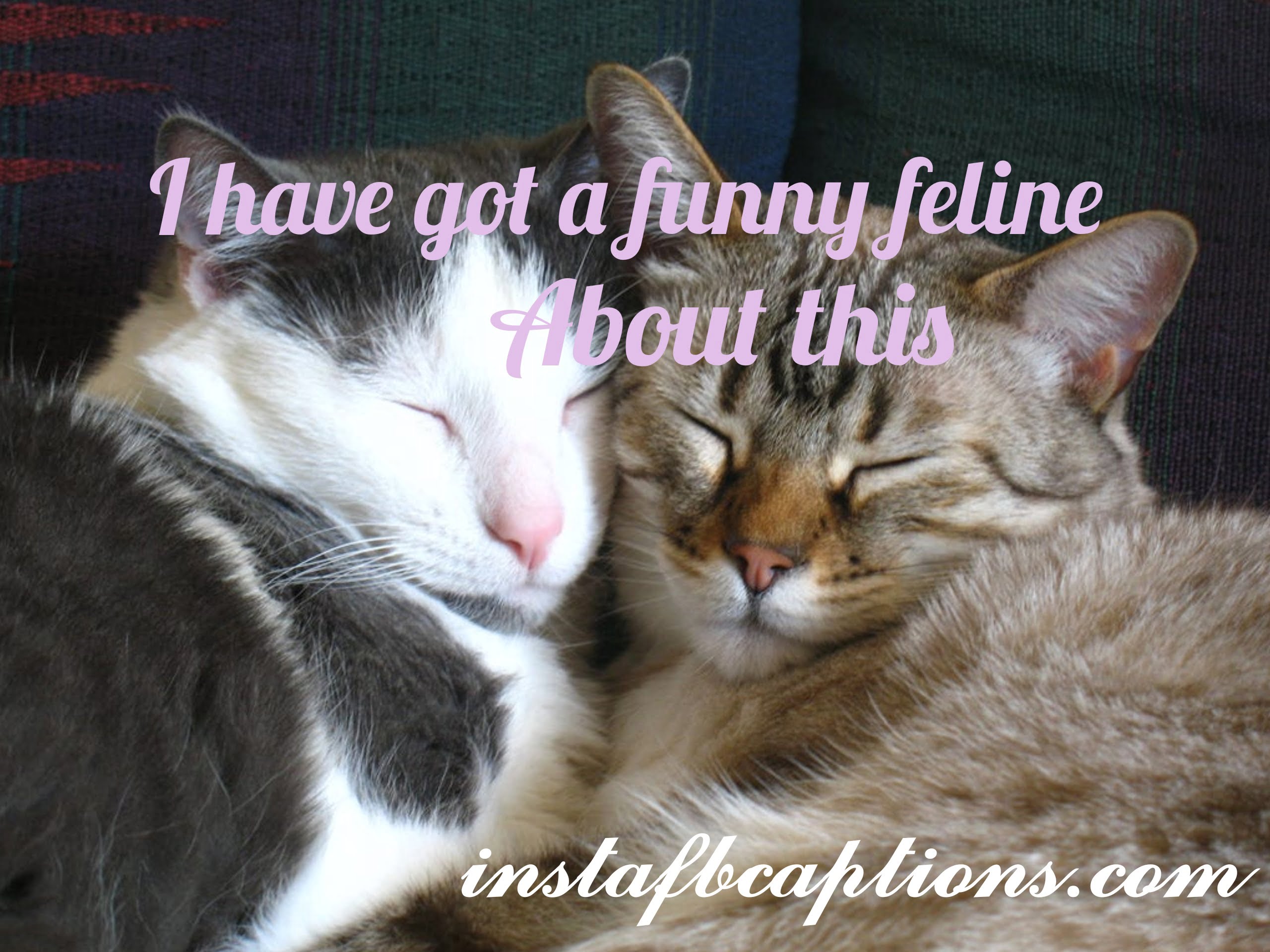 Funny Cat Captions  - Funny Cat Captions - CAT Instagram Captions &#038; Quotes in 2022