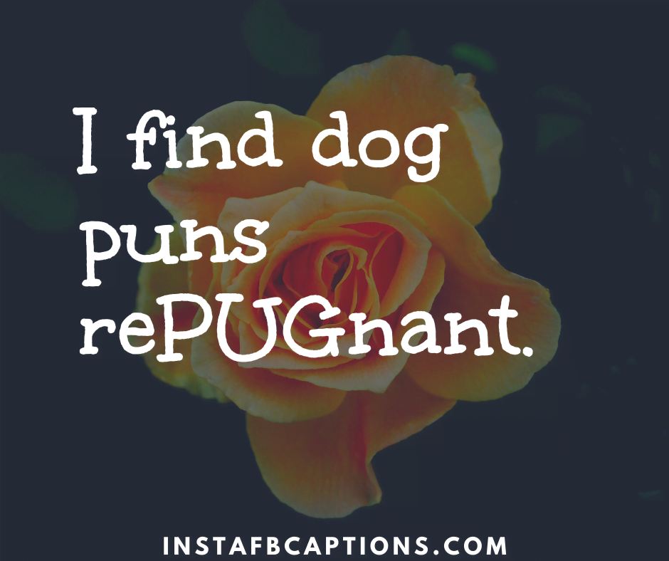 I find dog puns rePUGnant  - Monday Captions for Dogs - 80+ Monday Instagram Captions and Quotes in 2022