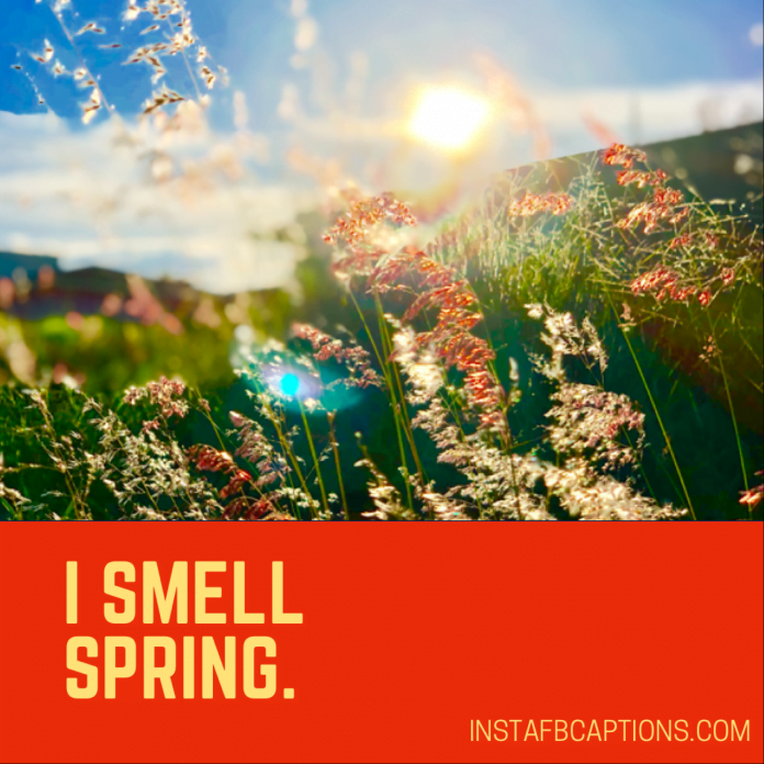 150+ Best SPRING Instagram Captions 2024