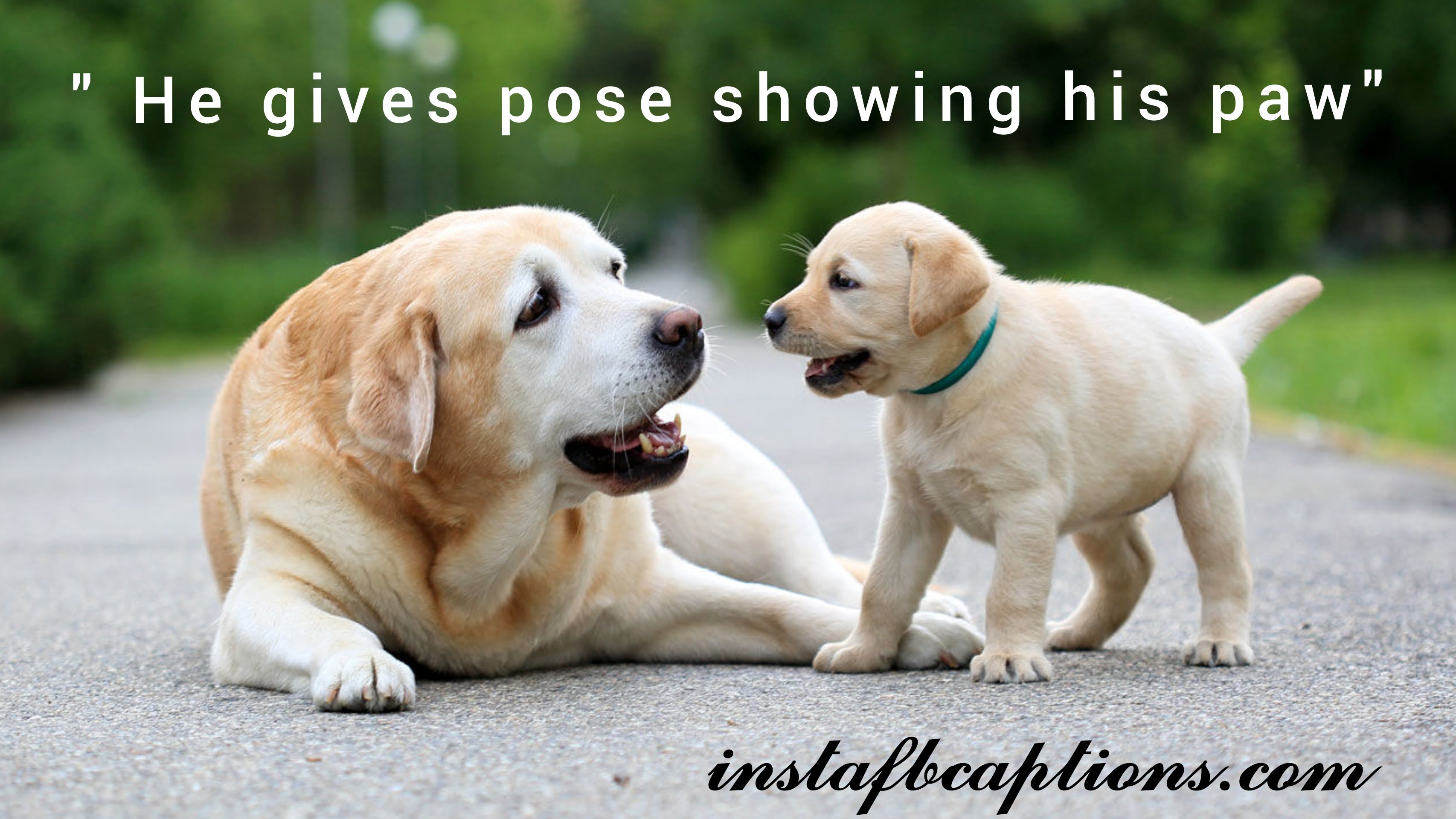 He gives pose showing his paw.  - Selfie With Dogs Captions - 125+ Pawfect Instagram Captions for Puppy Lovers in 2023