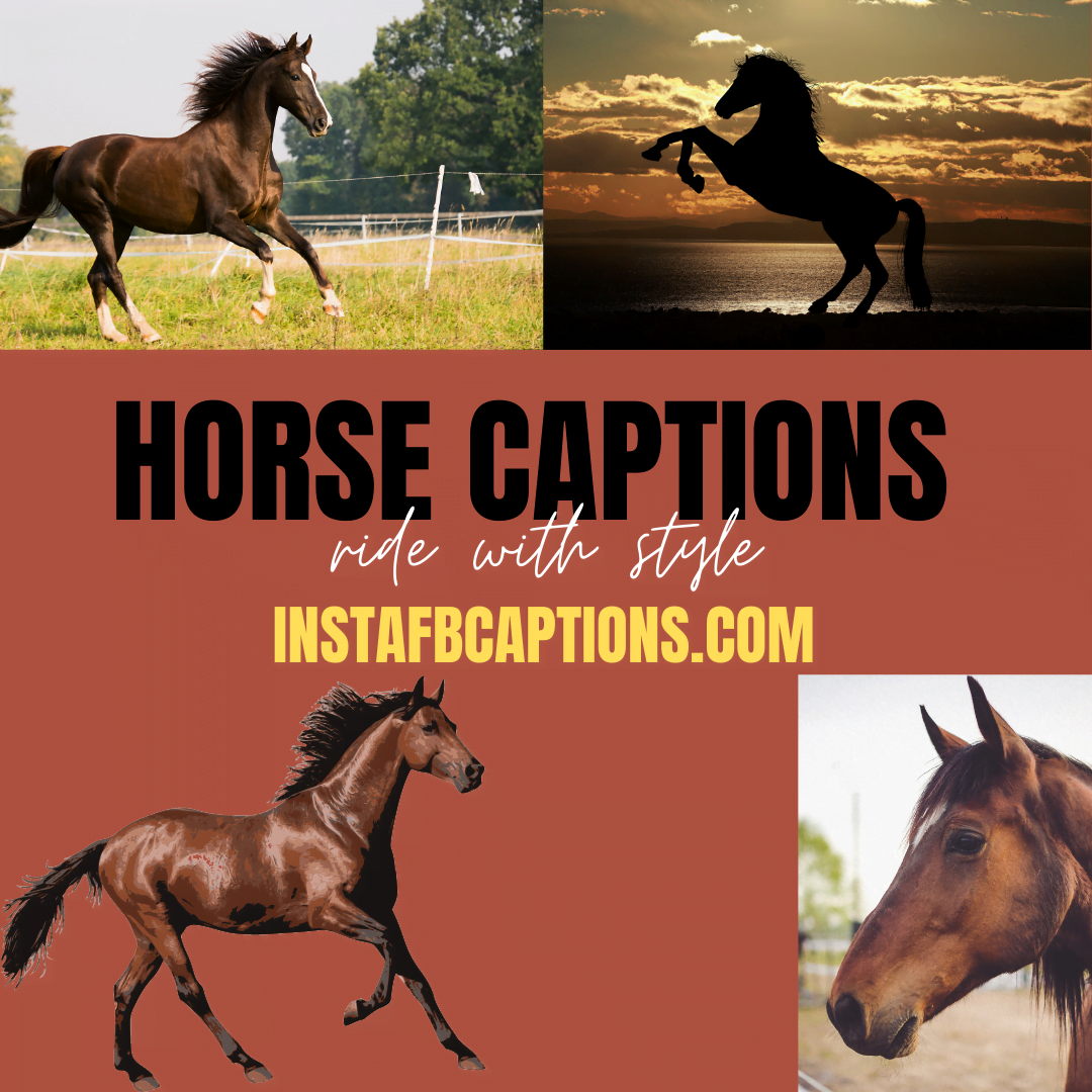 Horse Captions: Ride with style | InstaFbCaptions  - HORSE CAPTIOMS - Gallop into Instagram Fame: 130+ Captivating Horse Riding Captions