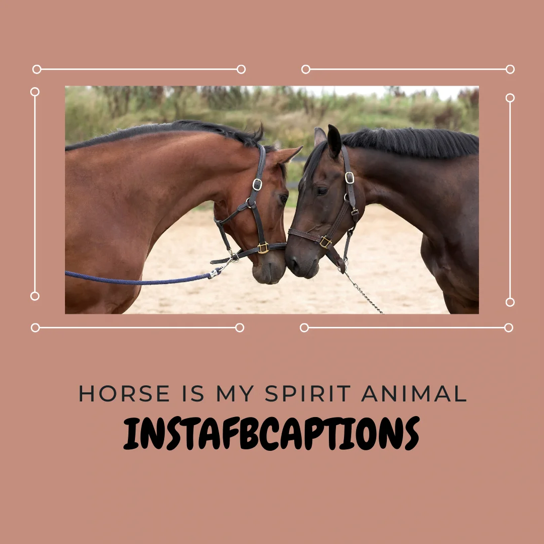 New] Horse Riding Captions Quotes For Instagram 2023