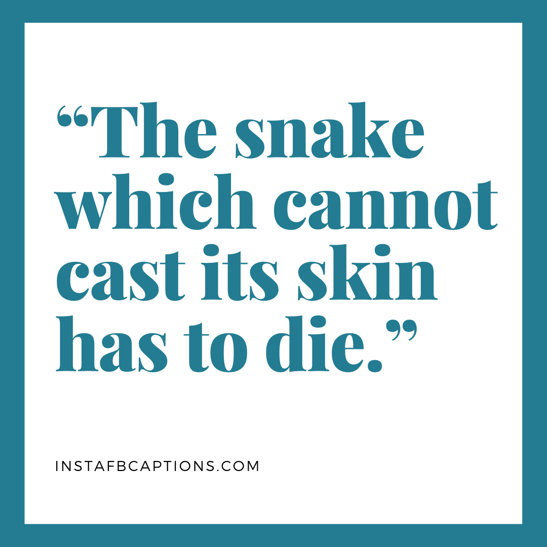 Snake Quotes For Instagram  - Snake quotes for Instagram  - Snake Quotes for all your Fake Friends in 2022