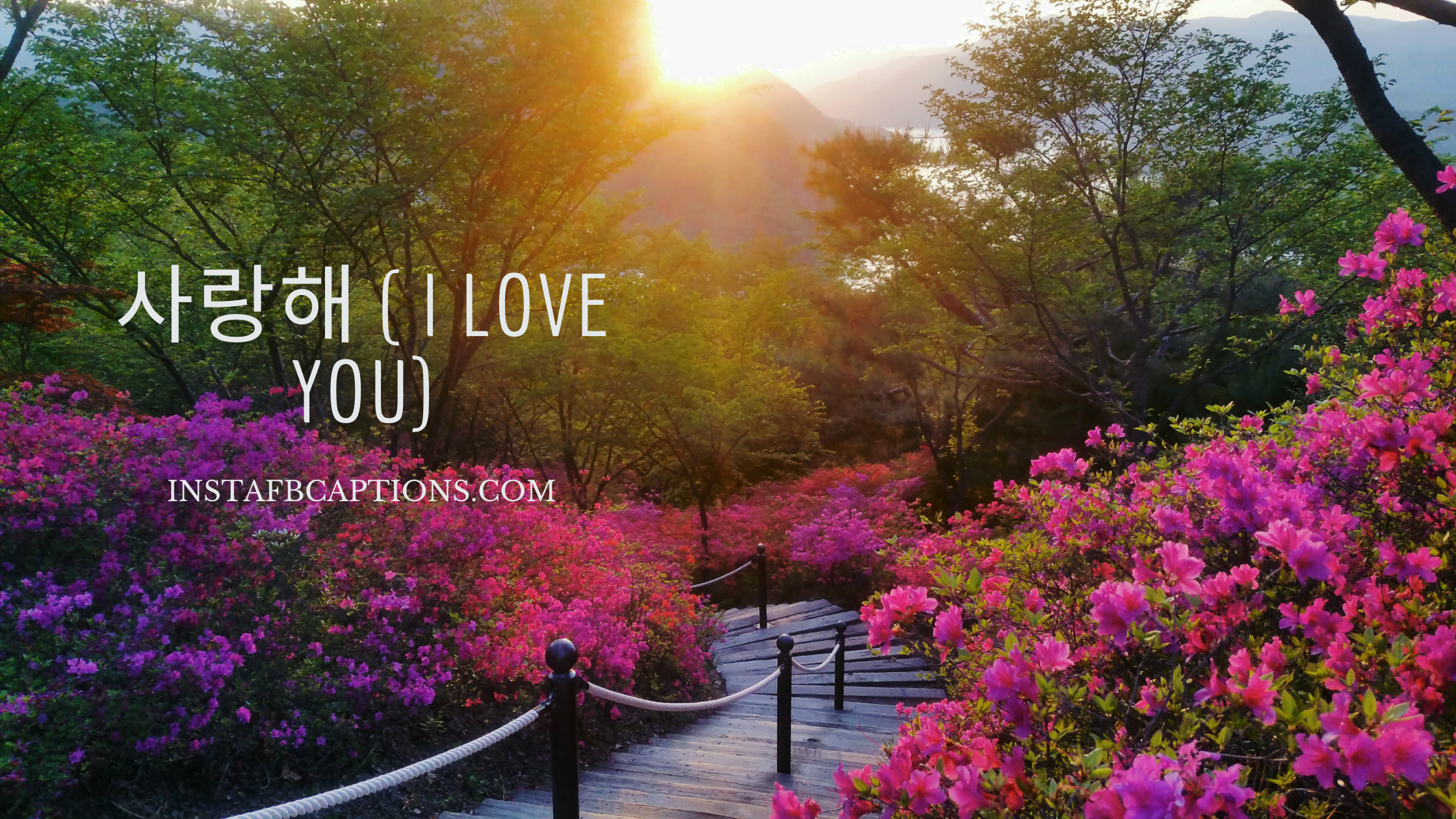 Floral background and a caption written - 사랑해 ( I love you)  - South Korea War Memorial Captions  - 70+ Spectacular South Korea Captions &#8211; For Your Trip In 2023