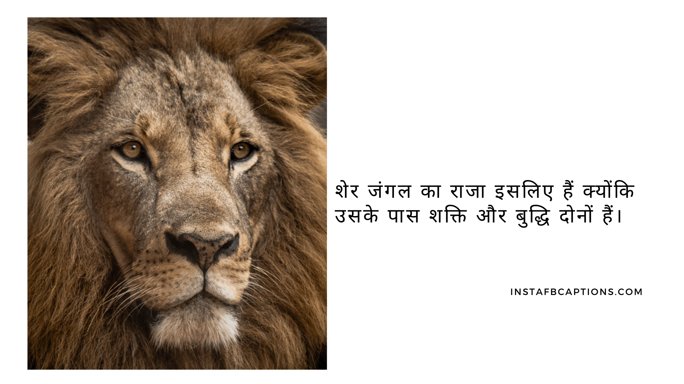 शेर जंगल का राजा इसलिए हैं क्योंकि उसके पास शक्ति और बुद्धि दोनों हैं।  - Amazing Lion King Captions in Hindi For Instagram - [New Captions] King Captions For Boys Instagram Post in 2023