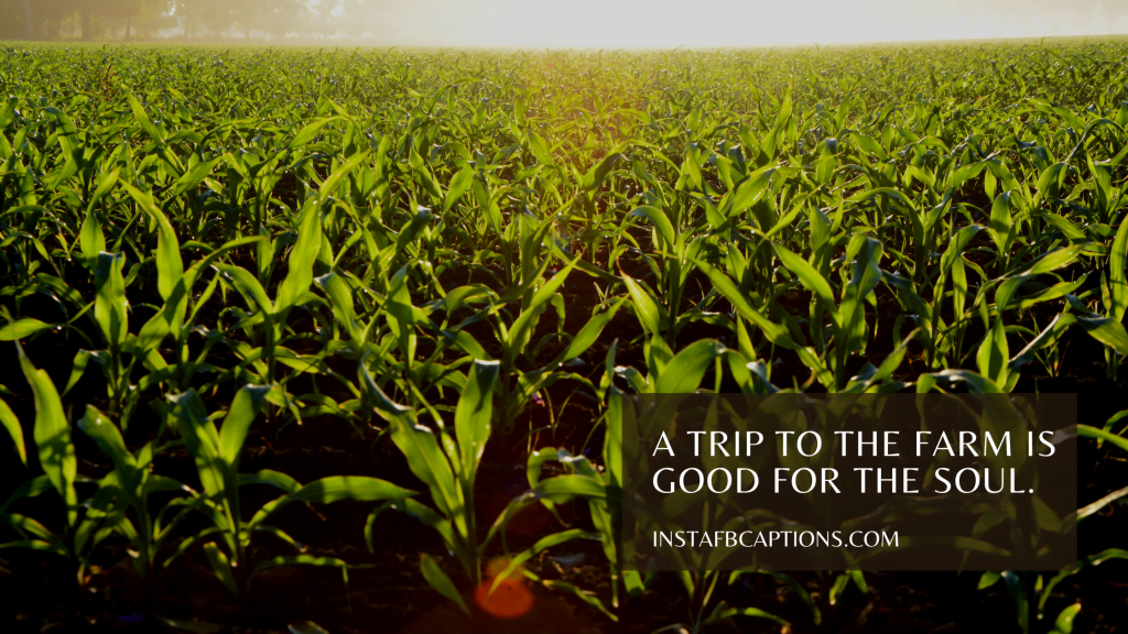 102 FARM Instagram Captions Quotes in 2024 InstaFbCaptions Best Instagram Captions 2024