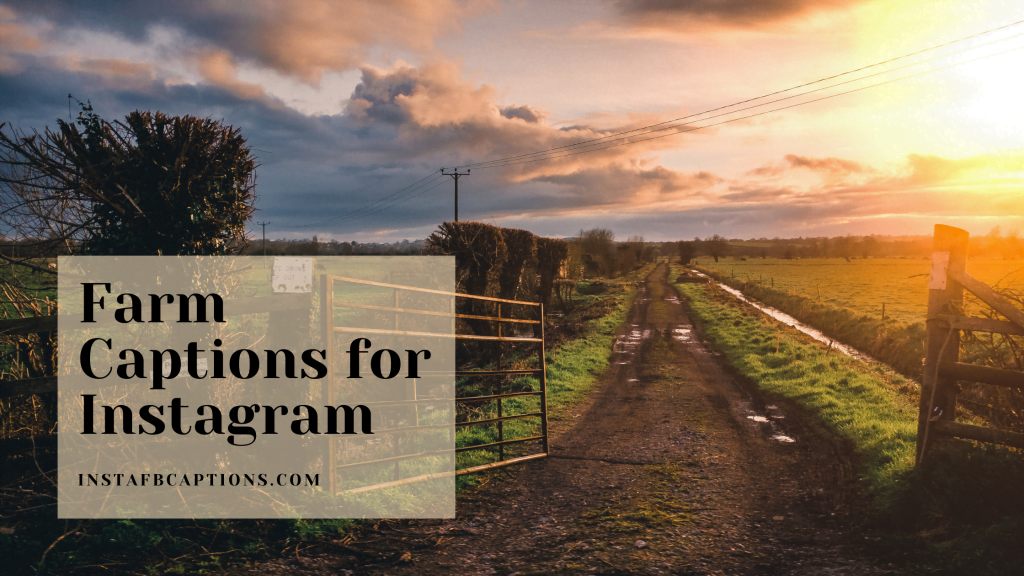102 FARM Instagram Captions Quotes in 2024