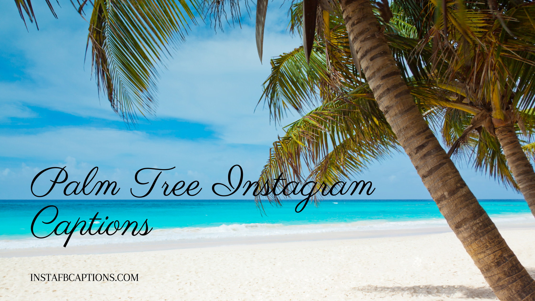 Palm Tree Instagram Captions  - Palm Tree Instagram Captions - 97 Palm Tree Instagram Captions Quotes Hashtags in 2023