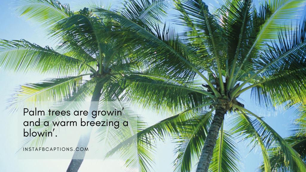 97 Palm Tree Instagram Captions Quotes Hashtags in 2024