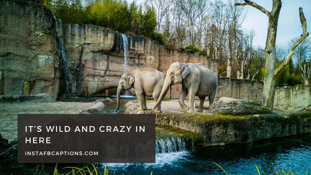 Zoo Instagram Captions Quotes in 2024