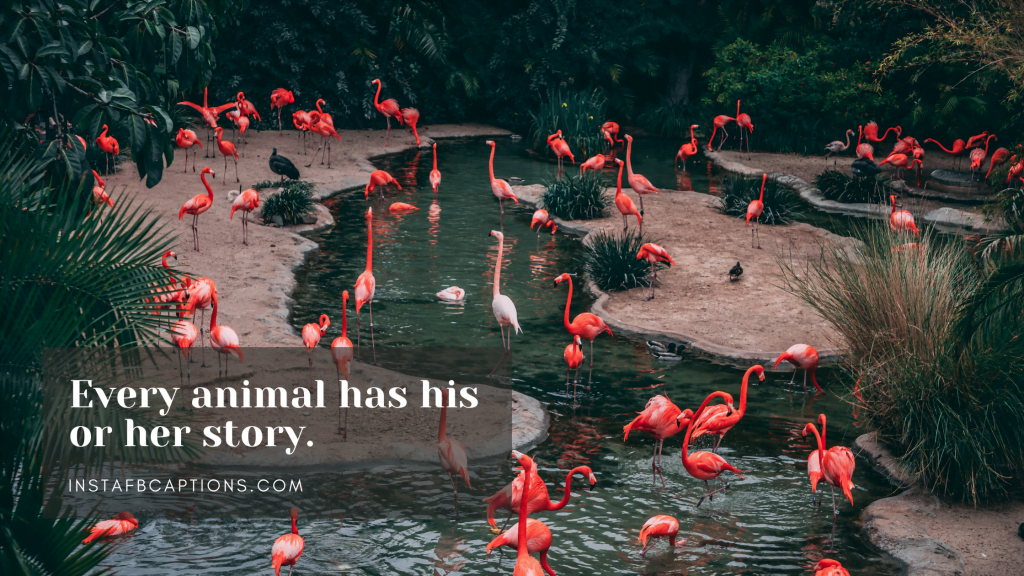 Zoo Instagram Captions Quotes in 2024