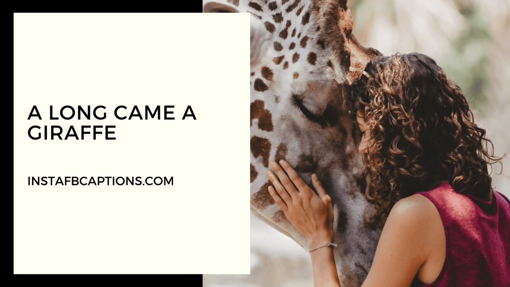 Zoo Instagram Captions Quotes in 2024