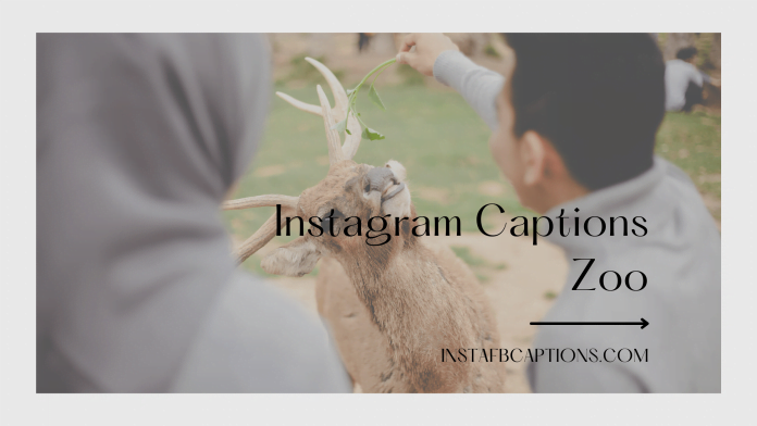 Instagram Captions Zoo