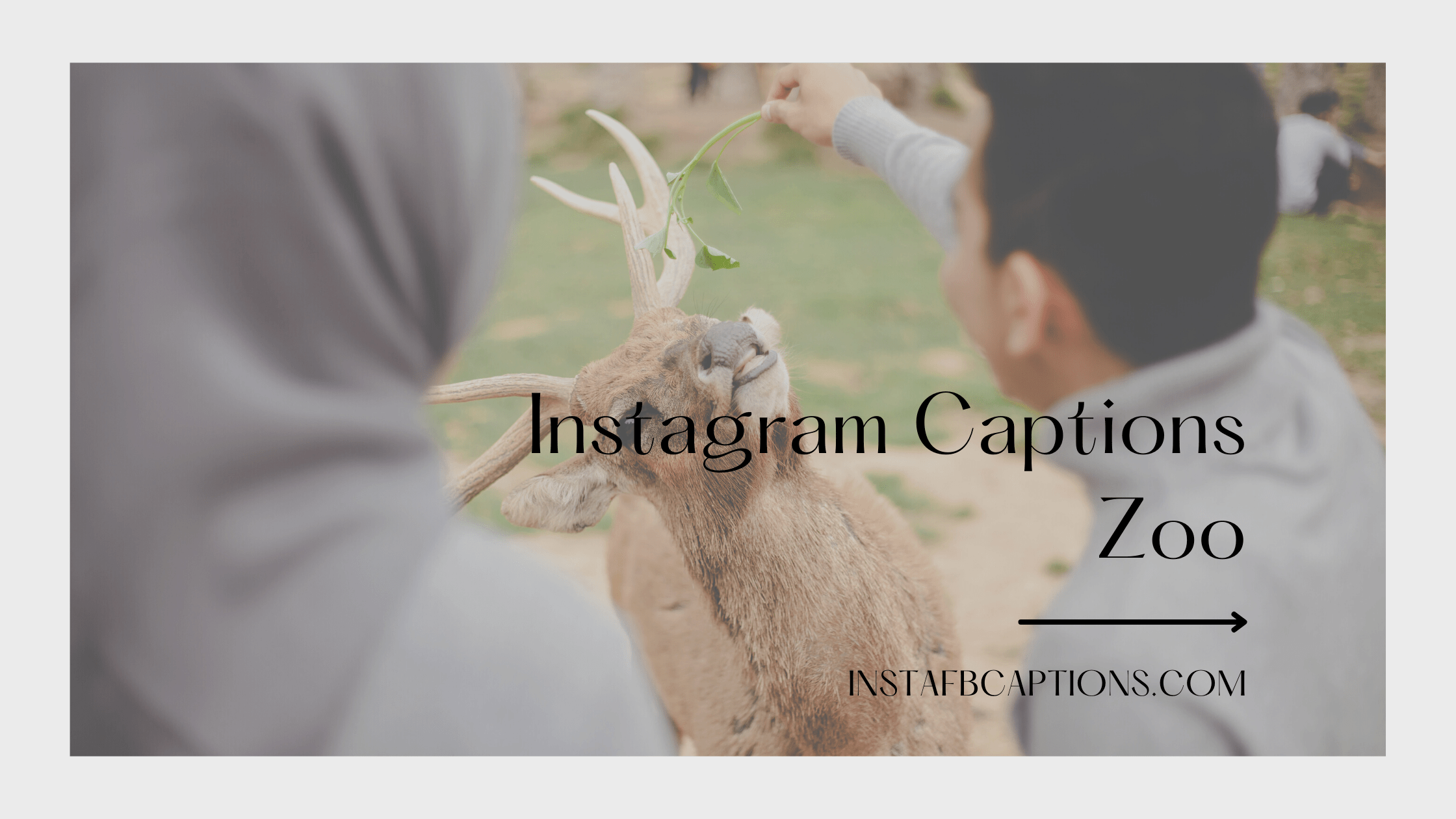 Instagram Captions Zoo  - Instagram Captions Zoo - Zoo Instagram Captions Quotes in 2022