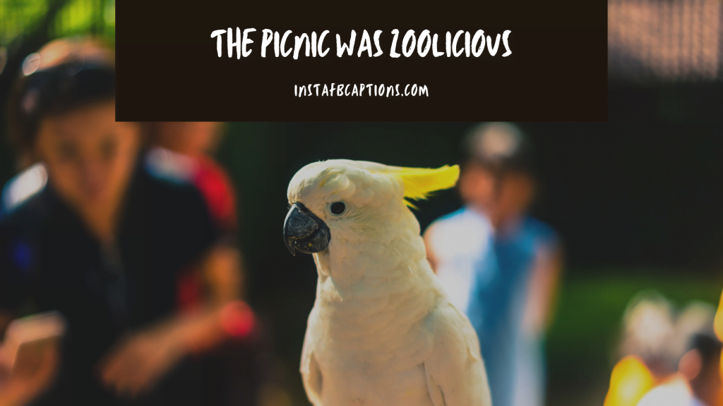 Zoo Instagram Captions Quotes in 2024