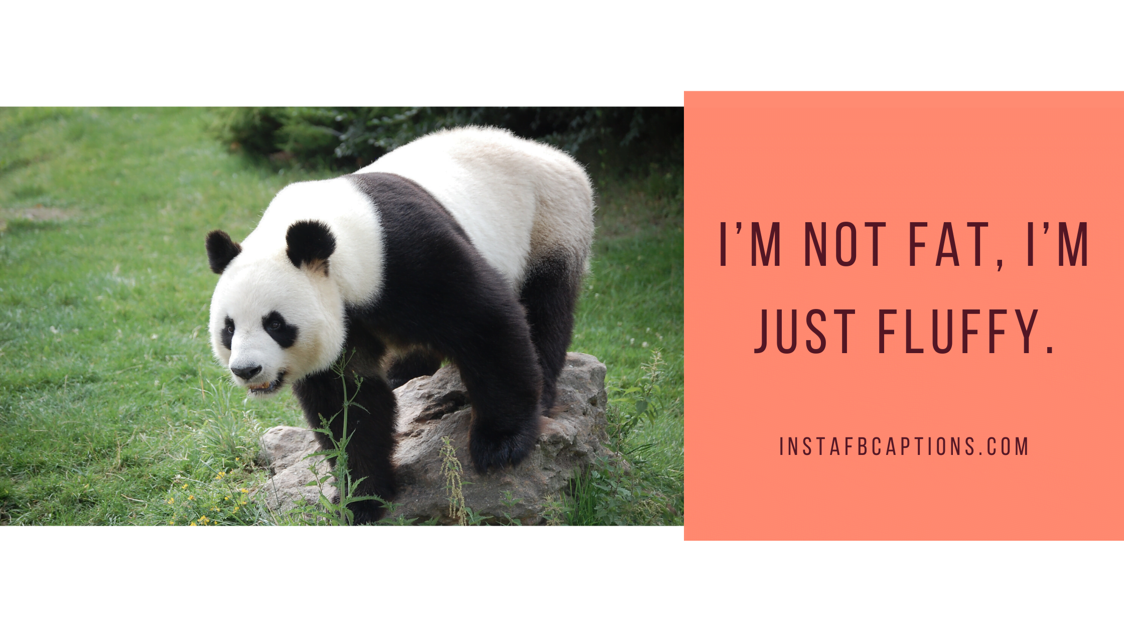 Funny Captions For Your Panda Captions  - Funny Captions for your Panda Captions - Panda Lover Captions for Instagram Pictures in 2023