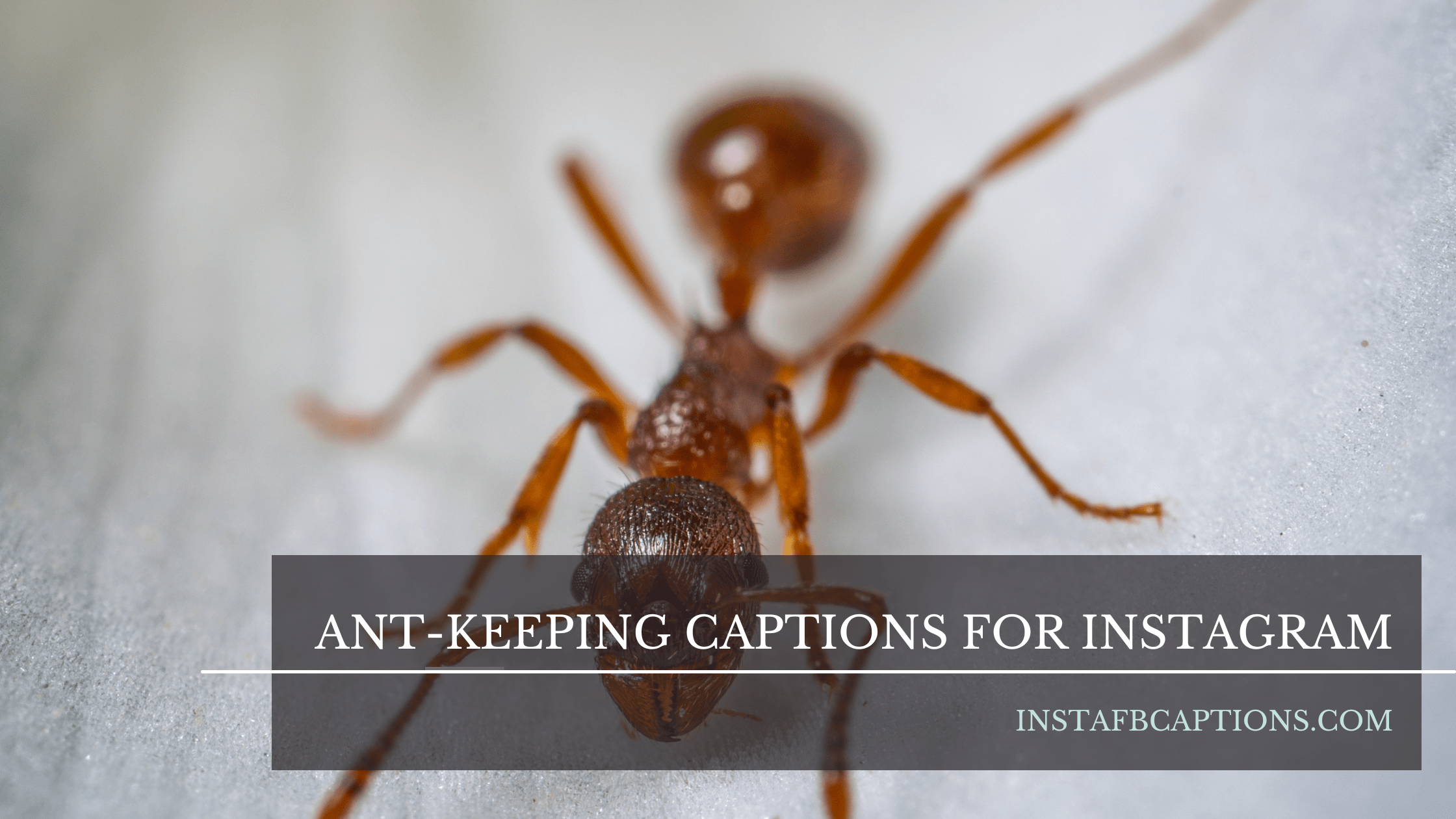 Ant Keeping Captions For Instagram  - Ant Keeping Captions for Instagram - [Popular] Ant Keeping Captions for Instagram in 2023