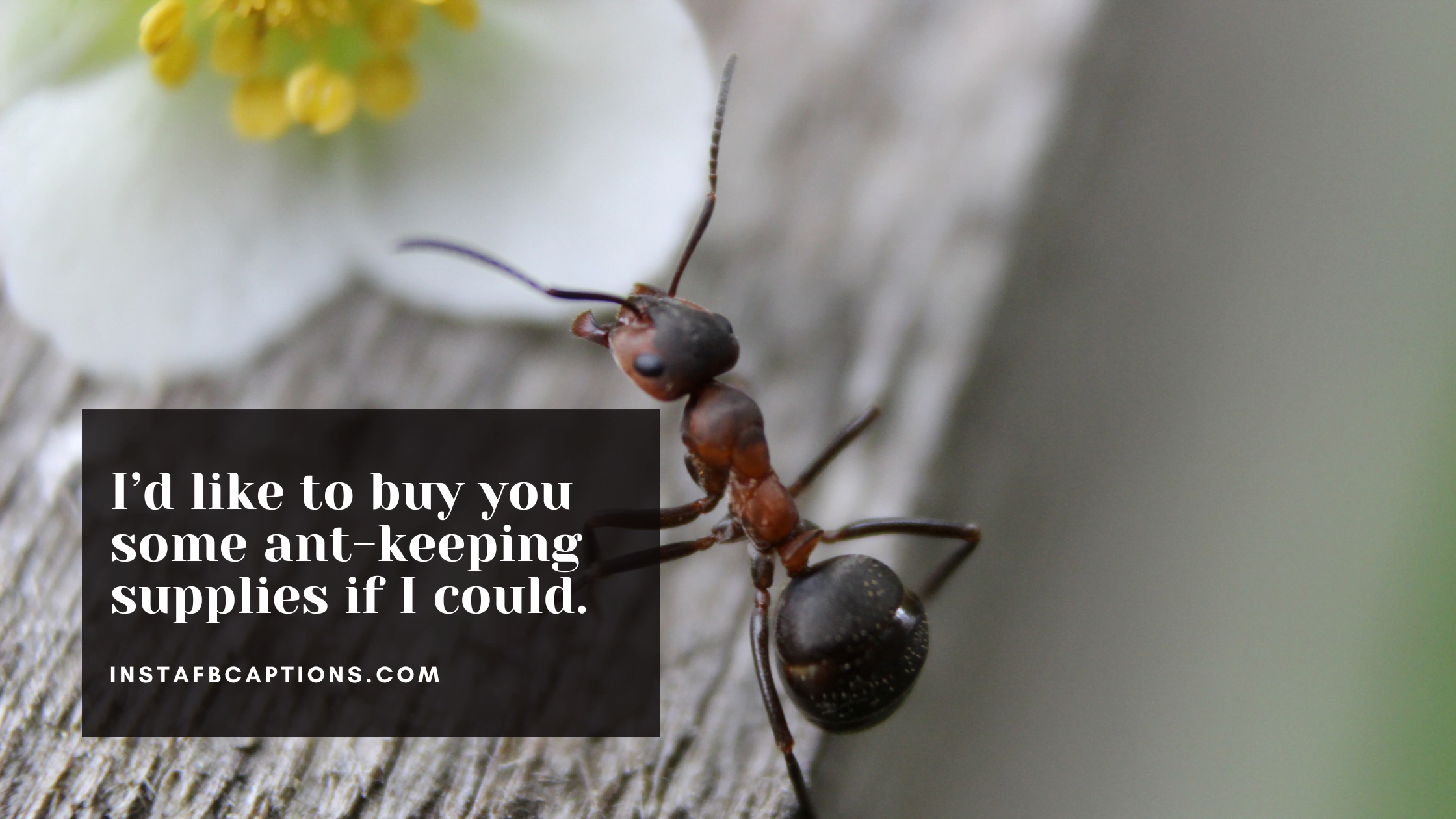 Ant Keeping Photography Quotes  - Ant Keeping Photography Quotes - [Popular] Ant Keeping Captions for Instagram in 2023