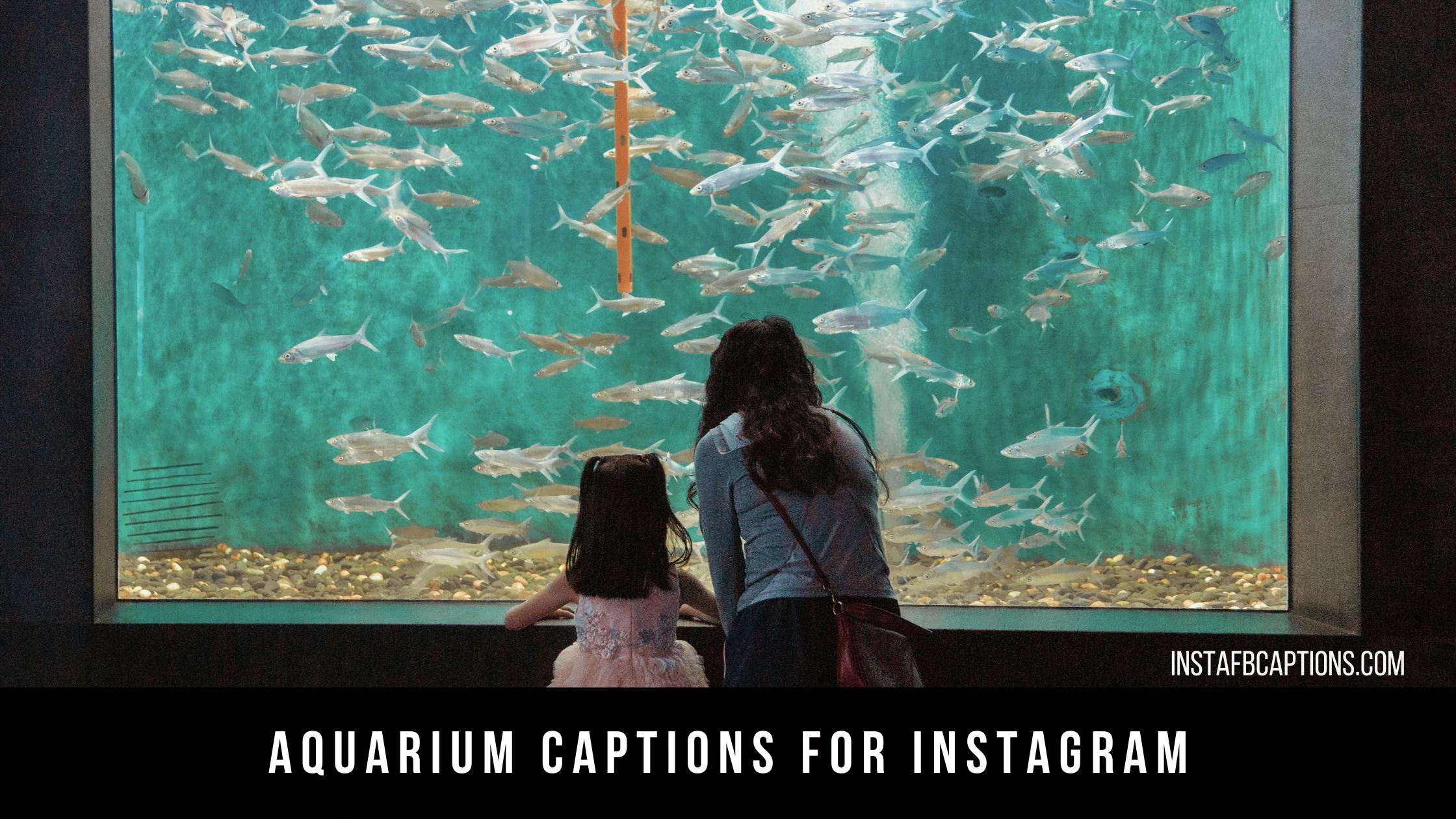 Aquarium Captions For Instagram  - Aquarium Captions for Instagram - [New] Fish Aquarium Captions Quotes for Instagram in 2023