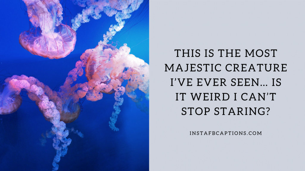 [New] Fish Aquarium Captions Quotes for Instagram in 2024