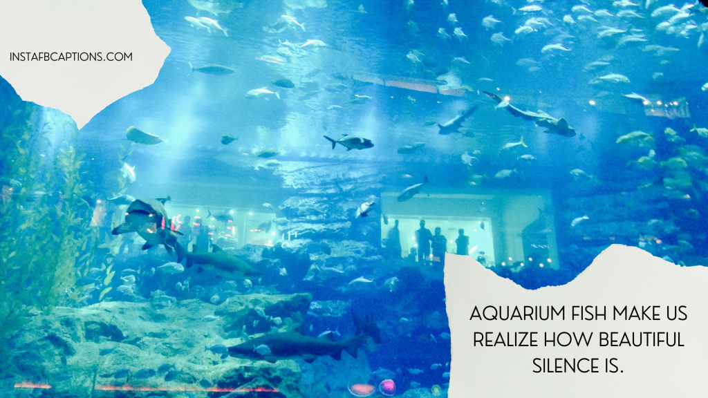 [New] Fish Aquarium Captions Quotes for Instagram in 2024