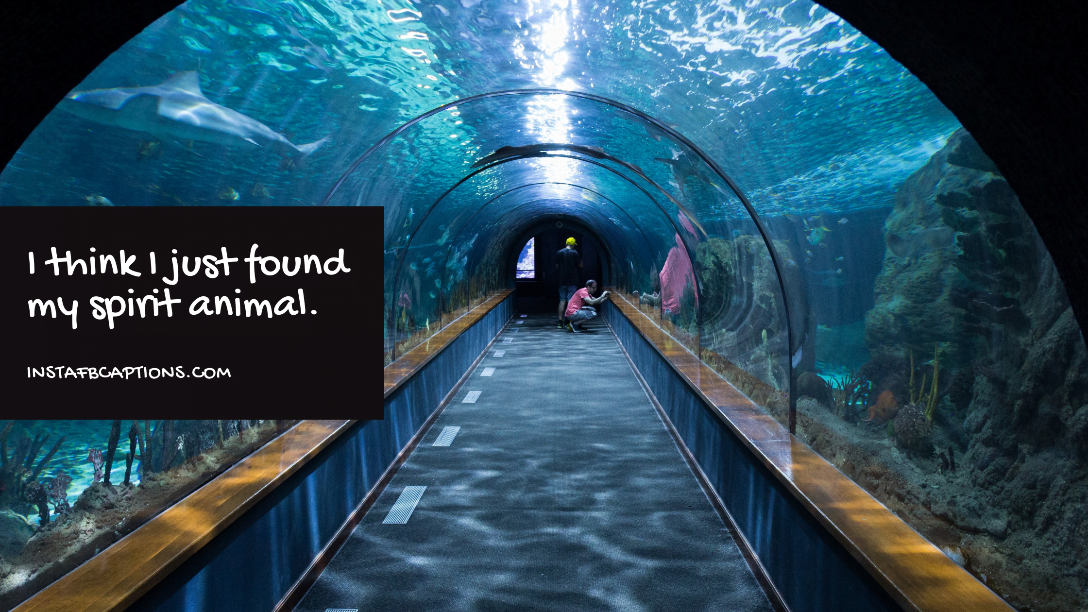 Laugh With Aquarium Puns  - Laugh with Aquarium Puns - [New] Fish Aquarium Captions Quotes for Instagram in 2023