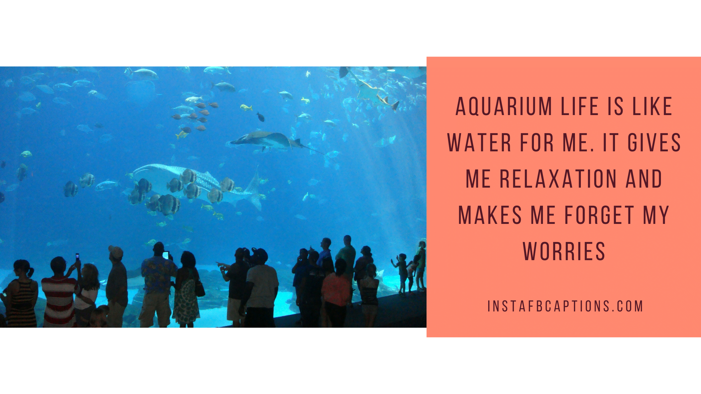 Sea Life Aquarium Captions For Instagram  - Sea Life Aquarium Captions for Instagram - [New] Fish Aquarium Captions Quotes for Instagram in 2023